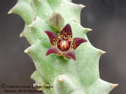 Quaqua acutiloba 1 – Asclepidarium