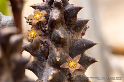 Quaqua arida 07145 – Asclepidarium