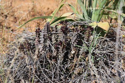 Quaqua armata subsp. armata 03199 – Asclepidarium