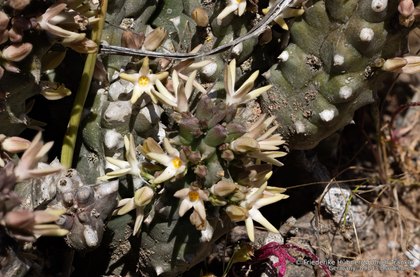 Quaqua incarnata incarnata 0116 – Asclepidarium