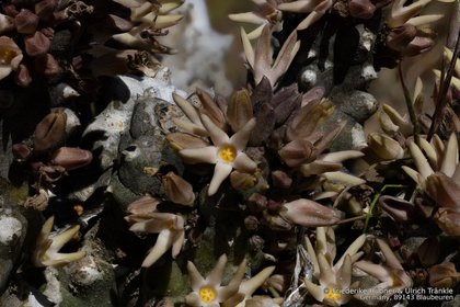 Quaqua incarnata incarnata 0119 – Asclepidarium