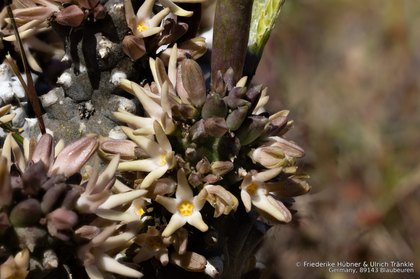 Quaqua incarnata incarnata 0121 – Asclepidarium