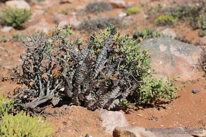 Quaqua incarnata ssp hottentotorum 1974 – Asclepidarium