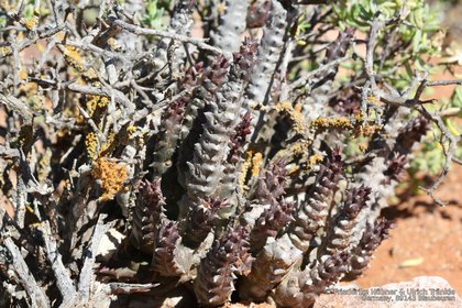Quaqua incarnata ssp hottentotorum 1975 – Asclepidarium