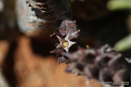 Quaqua incarnata ssp hottentotorum 1978 – Asclepidarium