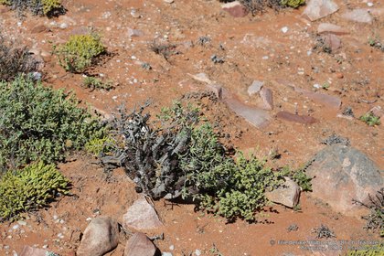 Quaqua incarnata ssp hottentotorum 1981 – Asclepidarium