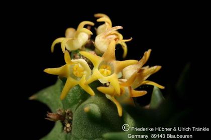 Quaqua incarnata ssp hottentotorum (FH05,040) 001 – Asclepidarium