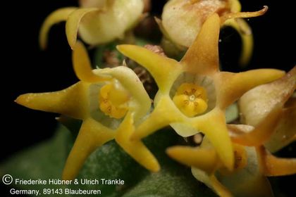 Quaqua incarnata ssp hottentotorum (FH05,040) 003 – Asclepidarium