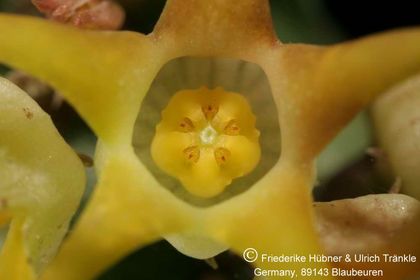 Quaqua incarnata ssp hottentotorum (FH05,040) 004 – Asclepidarium