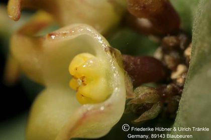 Quaqua incarnata ssp hottentotorum (FH05,040) 005 – Asclepidarium