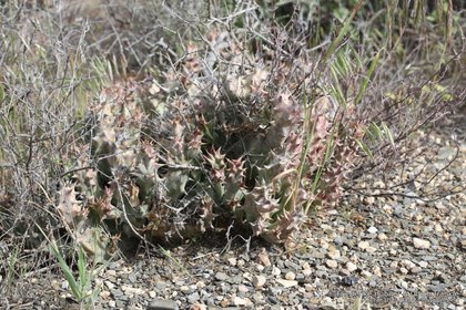 Quaqua mammillaris 0797 – Asclepidarium