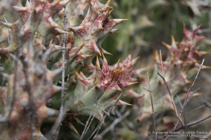 Quaqua mammillaris 0799 – Asclepidarium