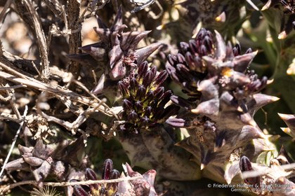 Quaqua multiflora 1920 – Asclepidarium