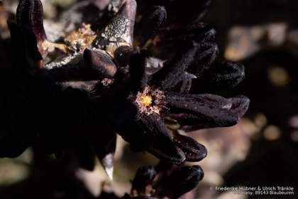 Quaqua multiflora 1928 – Asclepidarium