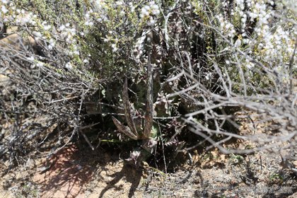 Quaqua multiflora 2492 – Asclepidarium