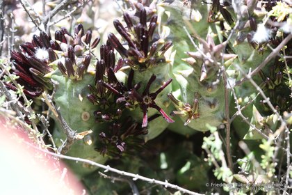 Quaqua multiflora 2496 – Asclepidarium