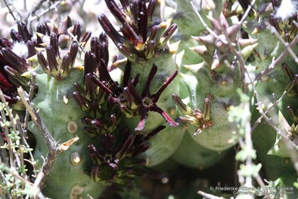 Quaqua multiflora 2498 – Asclepidarium