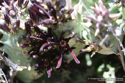 Quaqua multiflora 2500 – Asclepidarium