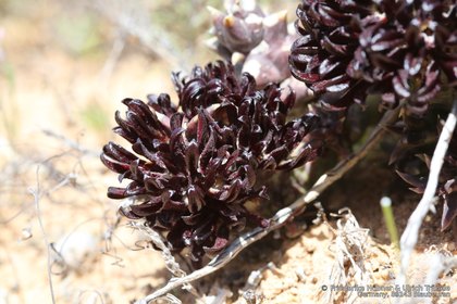 Quaqua multiflora 2515 – Asclepidarium