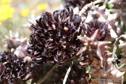 Quaqua multiflora 2519 – Asclepidarium
