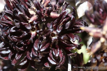 Quaqua multiflora 2524 – Asclepidarium