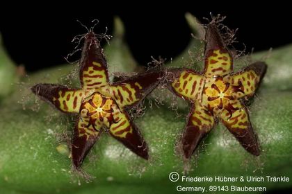 Quaqua parviflora ssp dependens (FH07,178) 002 – Asclepidarium