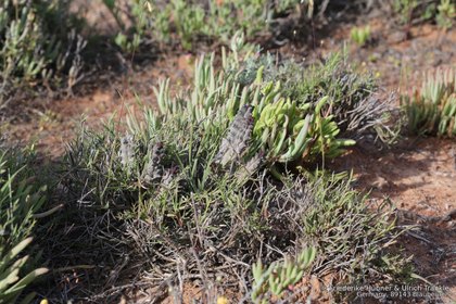 Quaqua parviflora ssp parviflora 0912 – Asclepidarium
