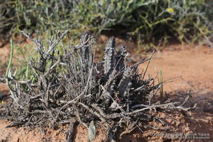Quaqua parviflora ssp parviflora 0913 – Asclepidarium
