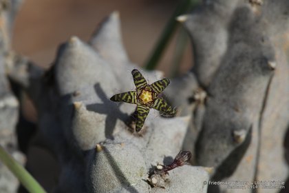 Quaqua parviflora ssp parviflora 0914 – Asclepidarium