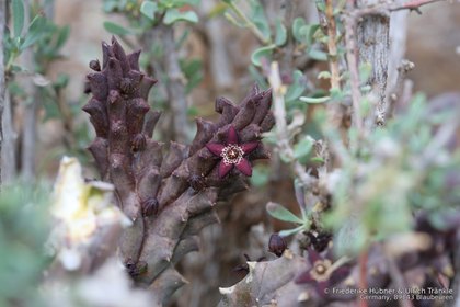 Quaqua parviflora ssp swanepoelii 0776 – Asclepidarium