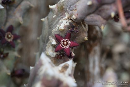 Quaqua parviflora ssp swanepoelii 0778 – Asclepidarium