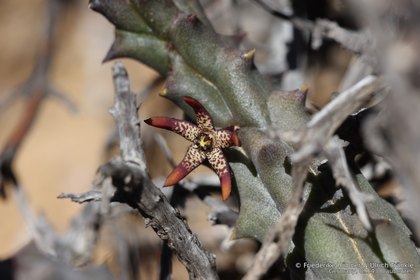 Quaqua parviflora subsp. gracilis 07579 – Asclepidarium
