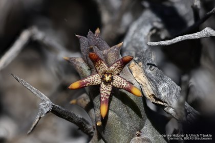 Quaqua parviflora subsp. gracilis 07582 – Asclepidarium