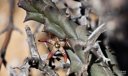 Quaqua parviflora subsp. gracilis 07640 – Asclepidarium