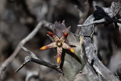 Quaqua parviflora subsp. gracilis 07691 – Asclepidarium