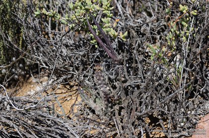 Quaqua parviflora subsp. gracilis 07749-2 – Asclepidarium