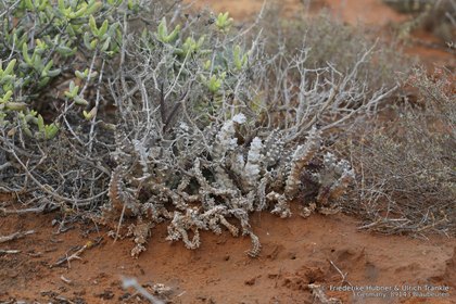Quaqua pulchra 0009 – Asclepidarium