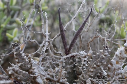Quaqua pulchra 0010 – Asclepidarium