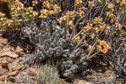 Quaqua ramosa 09517 – Asclepidarium