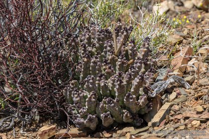 Quaqua ramosa 09543 – Asclepidarium