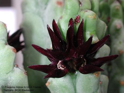 Quaqua ramosa Blüte nah – Asclepidarium