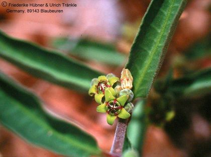 Raphionacme burkii (Danviljon Windhuk Namibia) 2 HT – Asclepidarium