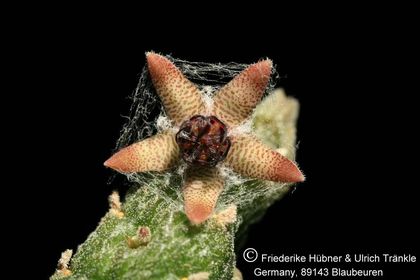 Rhytidocaulon arachnoidea 001 – Asclepidarium