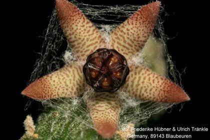 Rhytidocaulon arachnoidea 005 – Asclepidarium