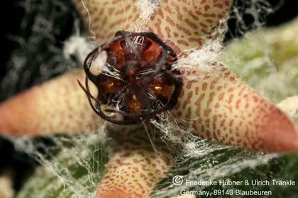 Rhytidocaulon arachnoidea 007 – Asclepidarium