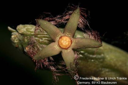 Rhytidocaulon ciliatum (Tom McCoy) 002 – Asclepidarium