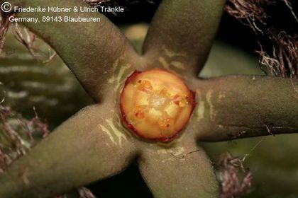 Rhytidocaulon ciliatum (Tom McCoy) 006 – Asclepidarium