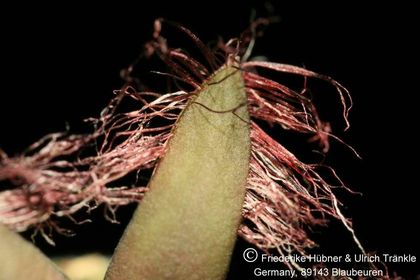 Rhytidocaulon ciliatum (Tom McCoy) 008 – Asclepidarium