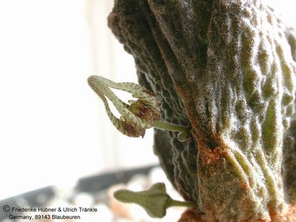Rhytidocaulon fulleri 1 – Asclepidarium
