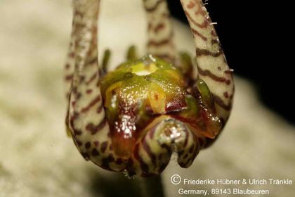 Rhytidocaulon fulleri (8 km W Mirbat, Oman) (UTS03,032) 006 – Asclepidarium